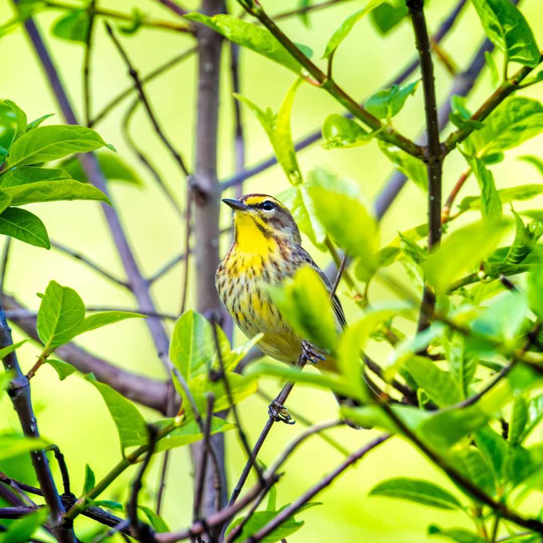 Palm Warbler - Eric Dyck