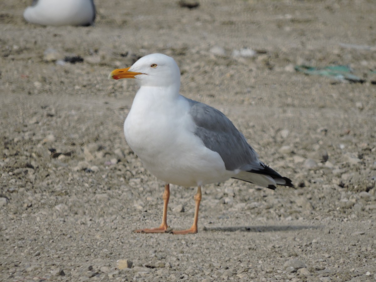 Herring Gull - Cal Cuthbert