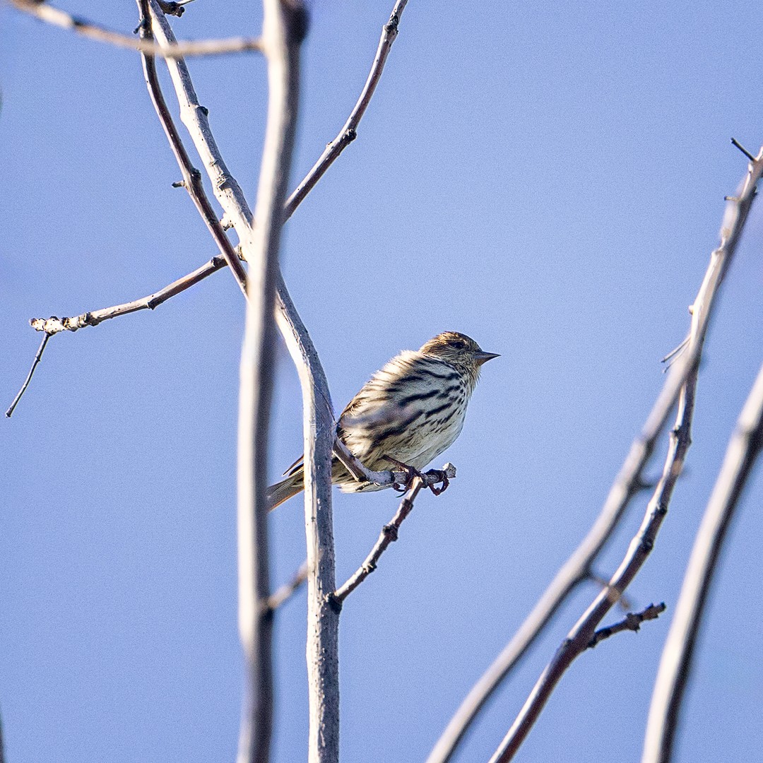 Pine Siskin - Eric Dyck