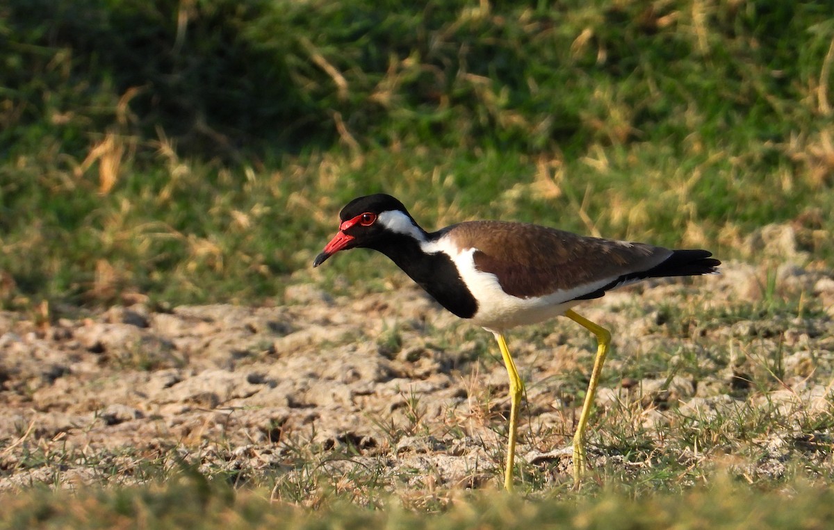 Red-wattled Lapwing - tina shangloo