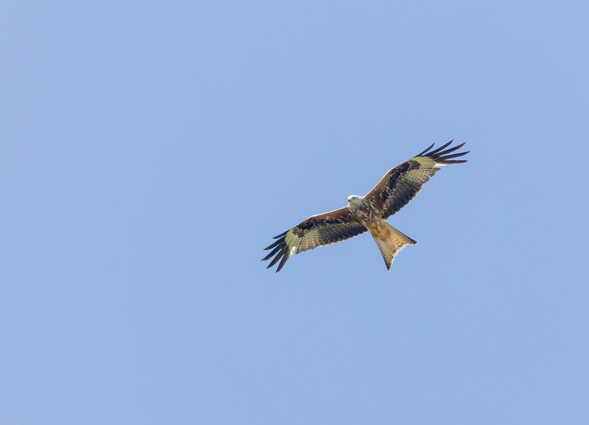 Red Kite - ML619023765