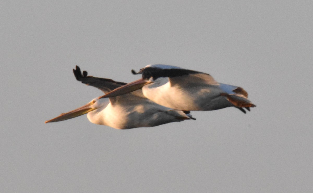 American White Pelican - ML619023769