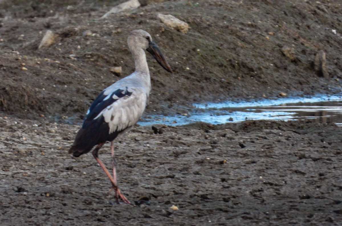 Asian Openbill - tina shangloo