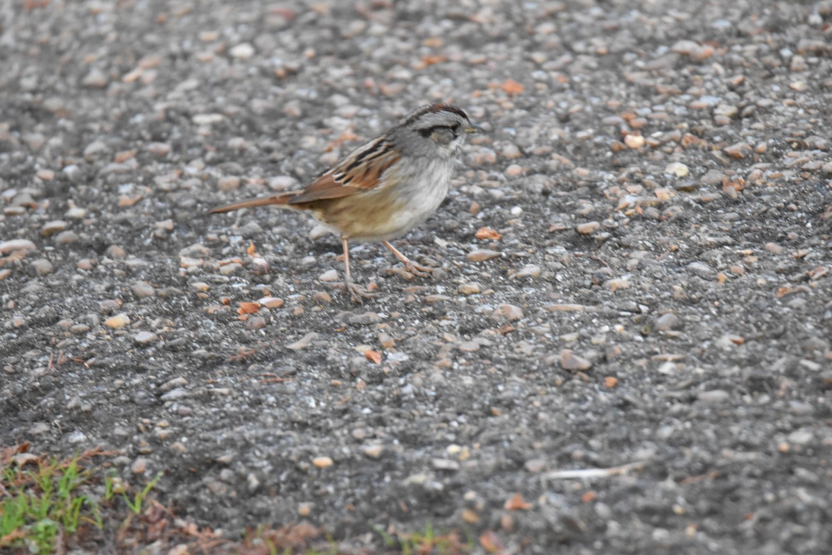 Swamp Sparrow - Robert Foster