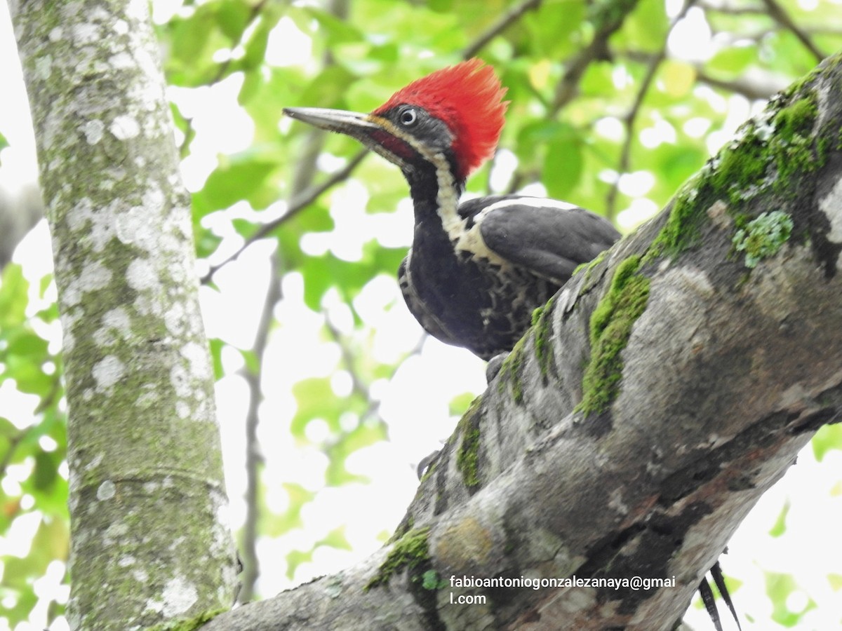 Lineated Woodpecker - Fabio Antonio González Anaya