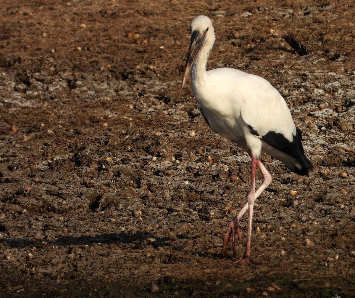 Asian Openbill - ML619023811