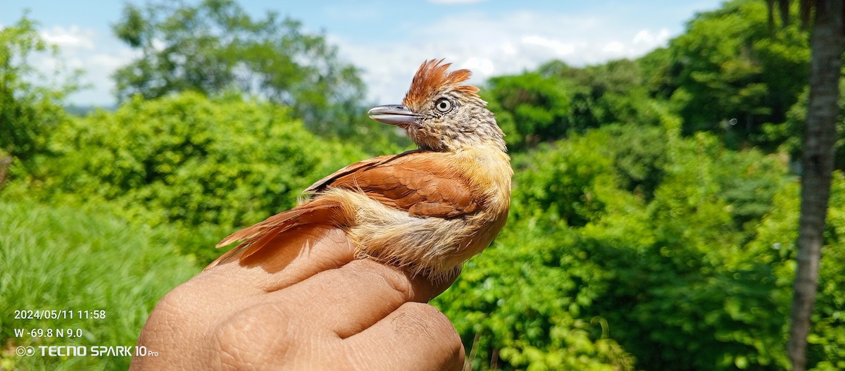 Barred Antshrike - Luis Mieres Bastidas