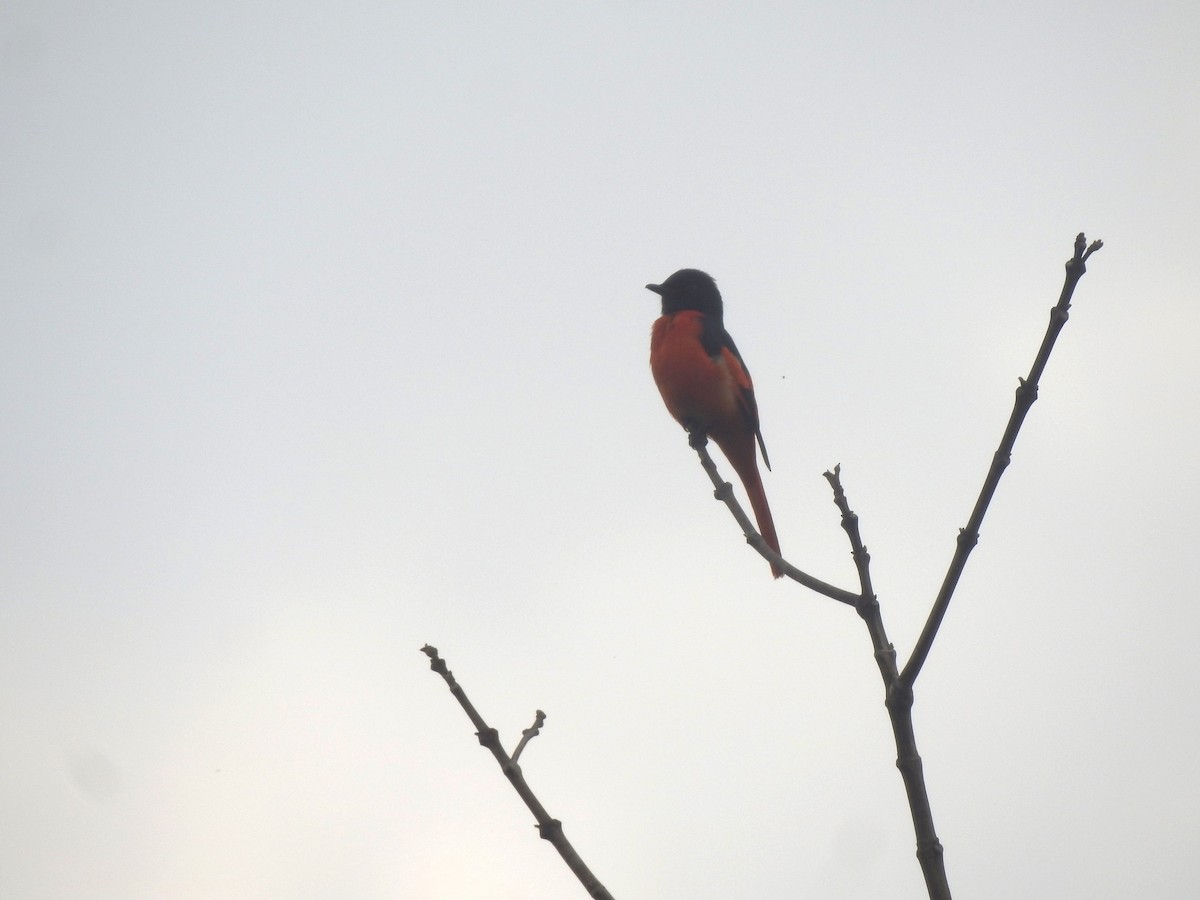 赤紅山椒鳥 - ML619023826