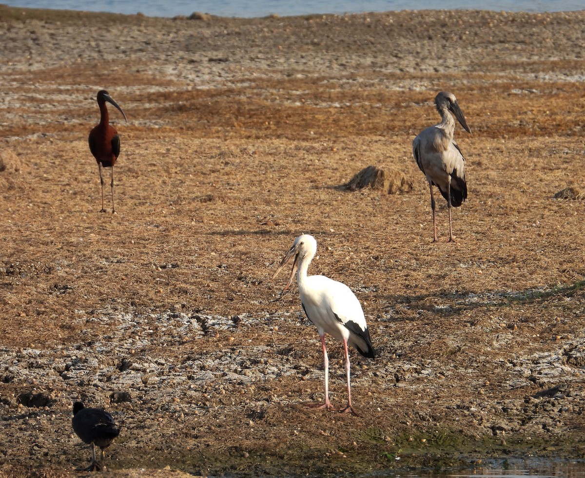 Asian Openbill - ML619023830