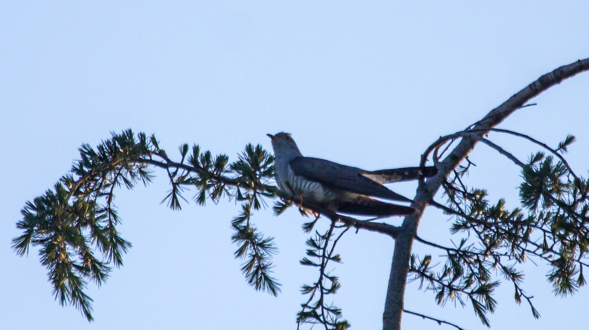 Common Cuckoo - Rail Whisperer