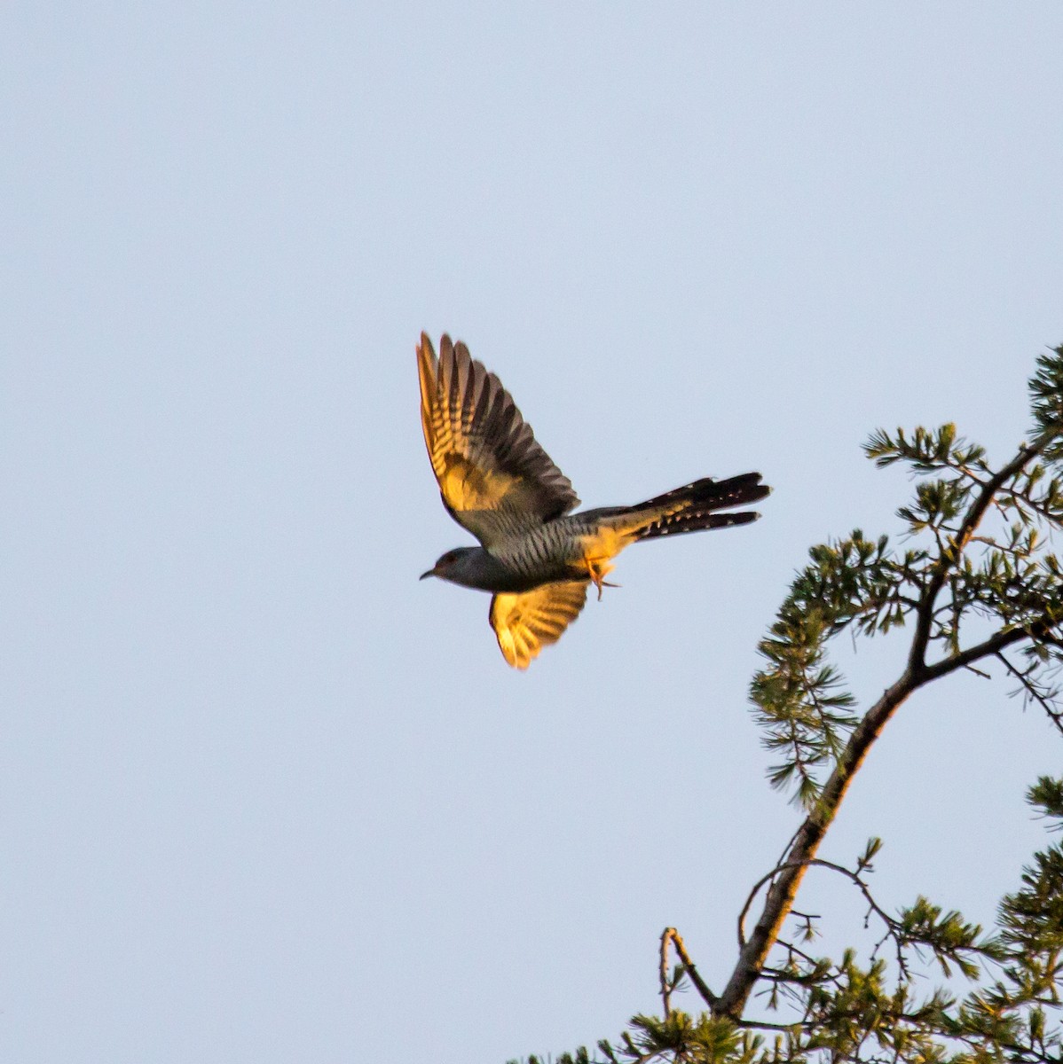 Common Cuckoo - Rail Whisperer