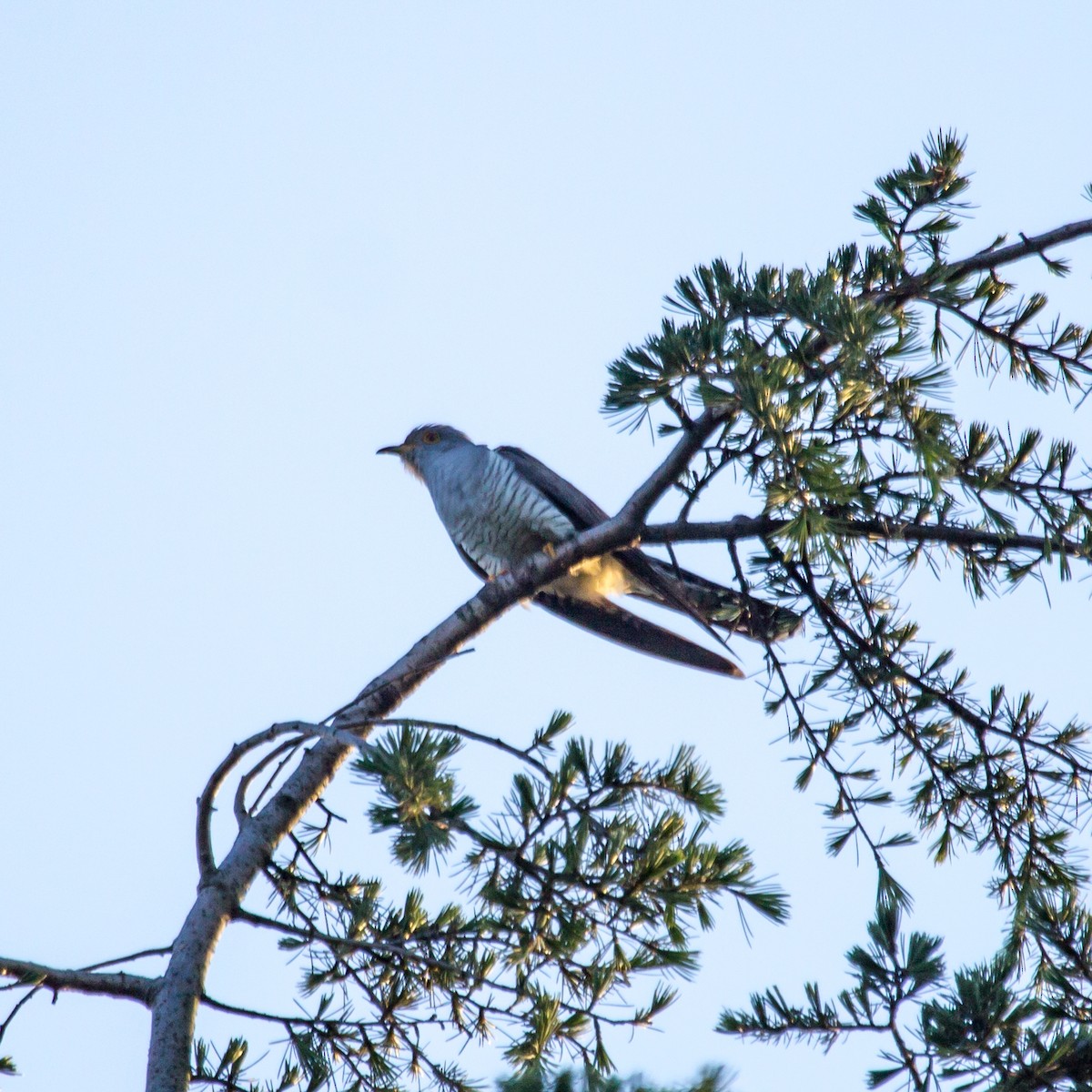 Common Cuckoo - Rail Whisperer