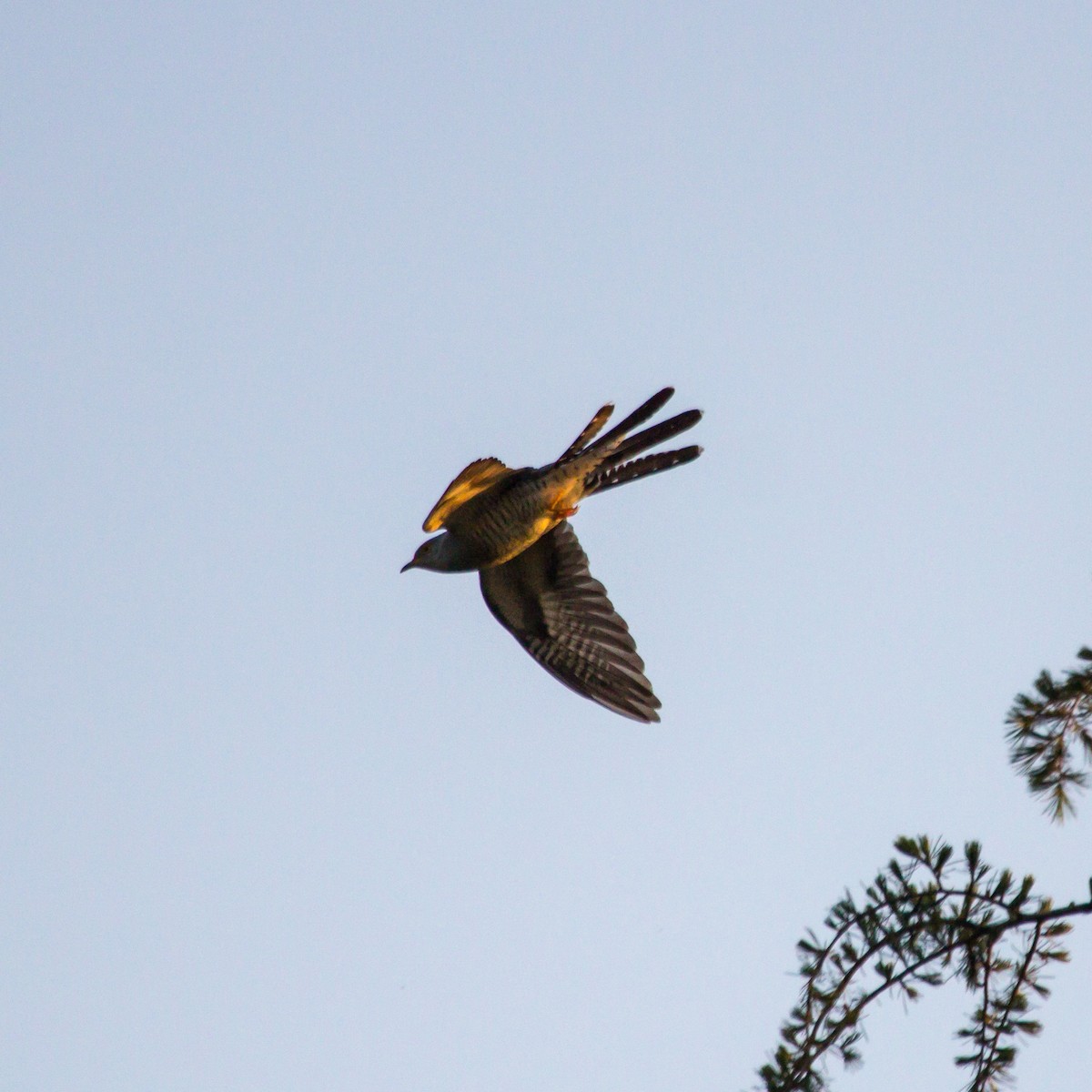 Common Cuckoo - ML619023834