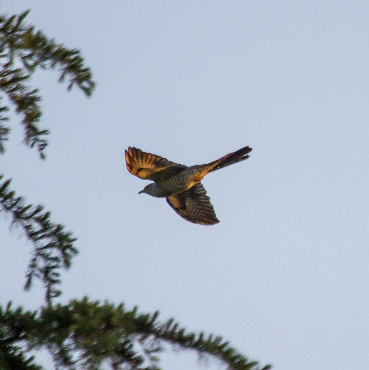 Common Cuckoo - ML619023836