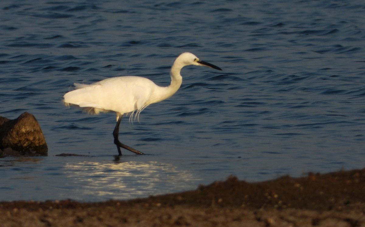 Little Egret - ML619023847