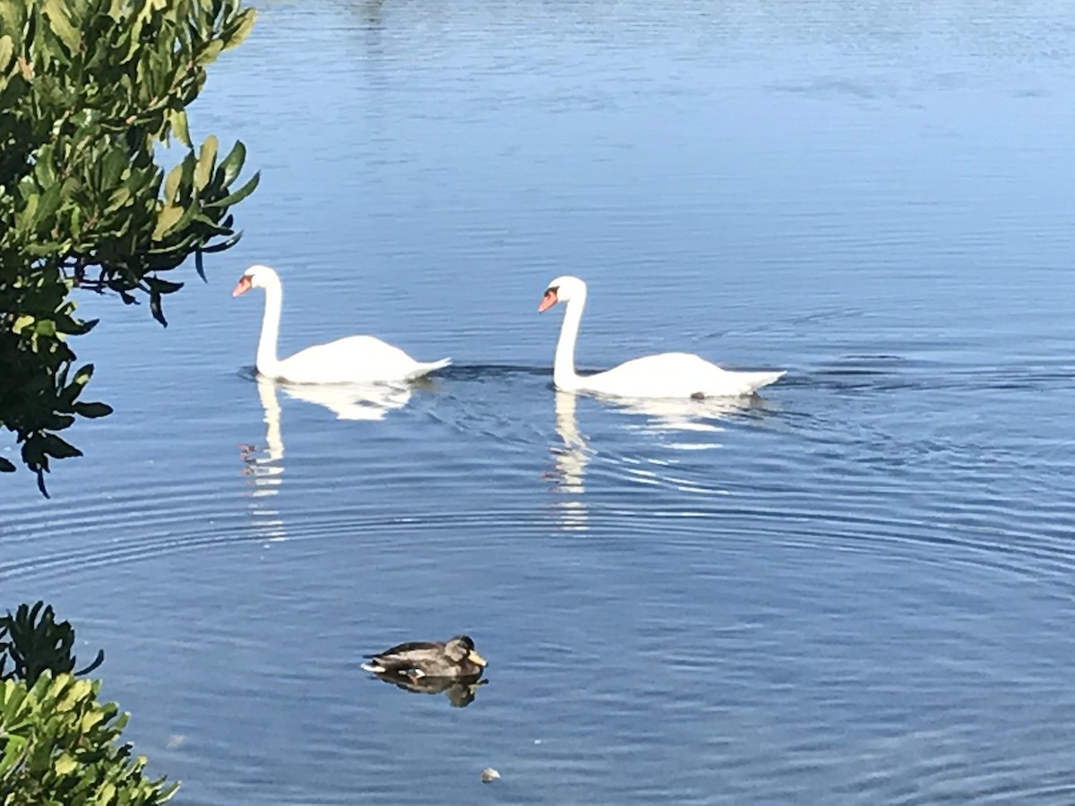 Mute Swan - Karen Zappone