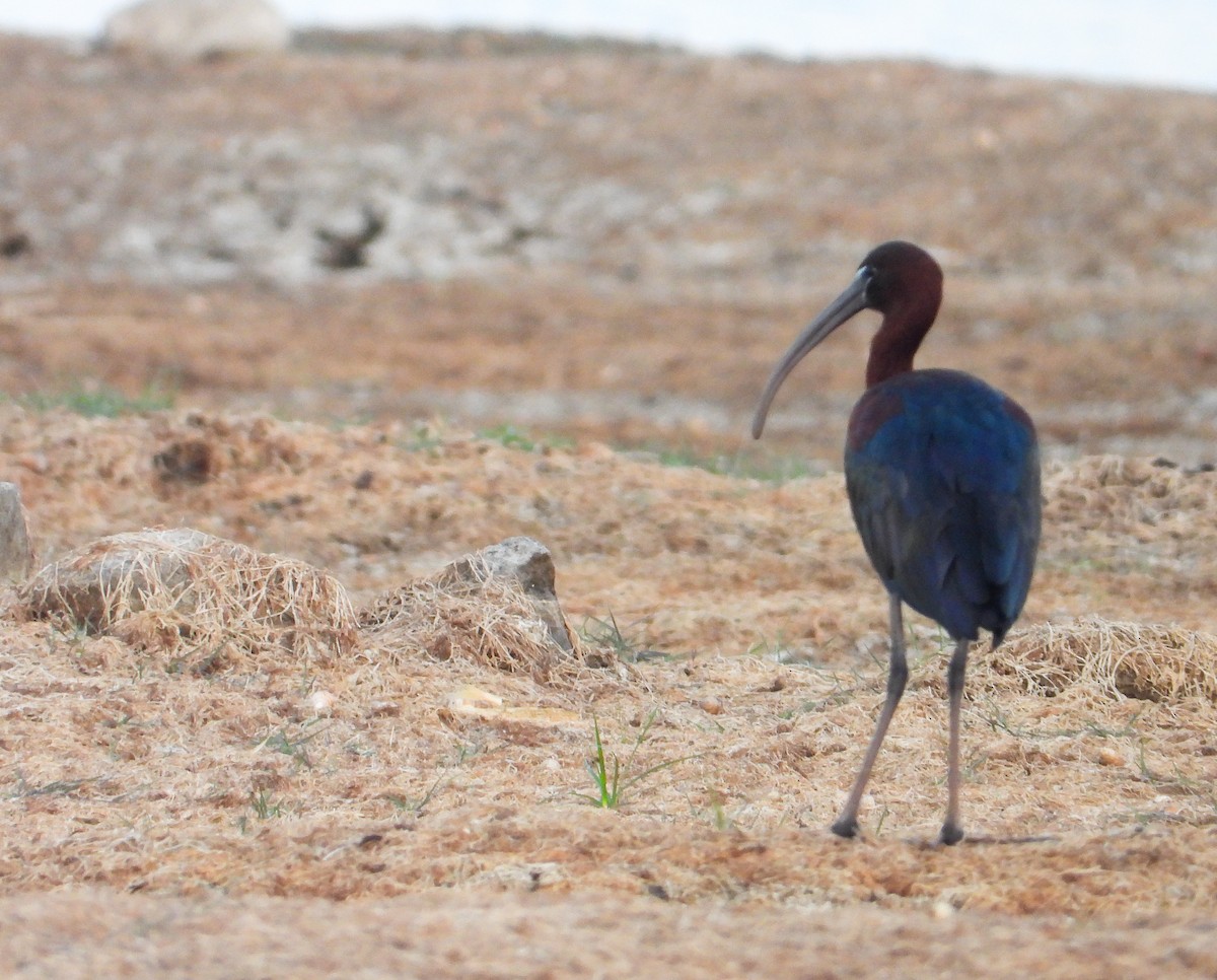 ibis hnědý - ML619023868