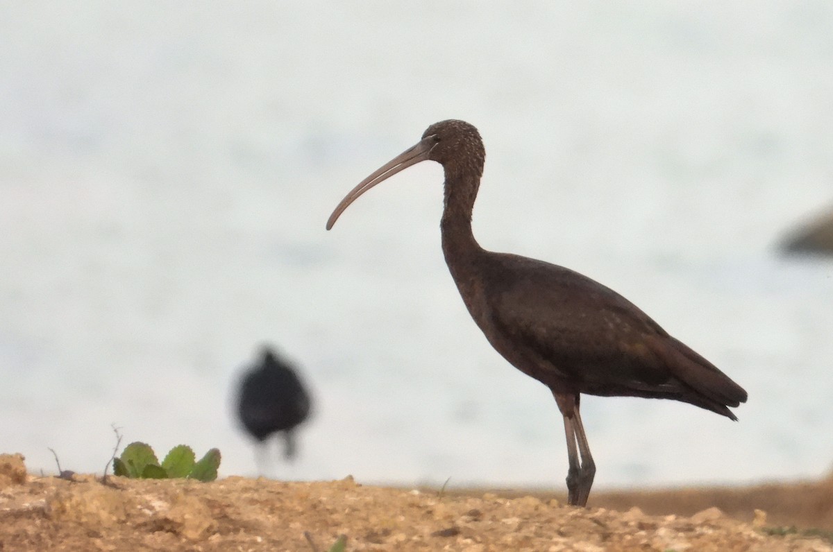 ibis hnědý - ML619023879