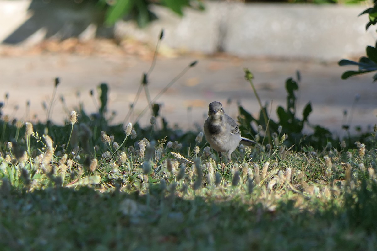 White Wagtail (White-faced) - ML619023887