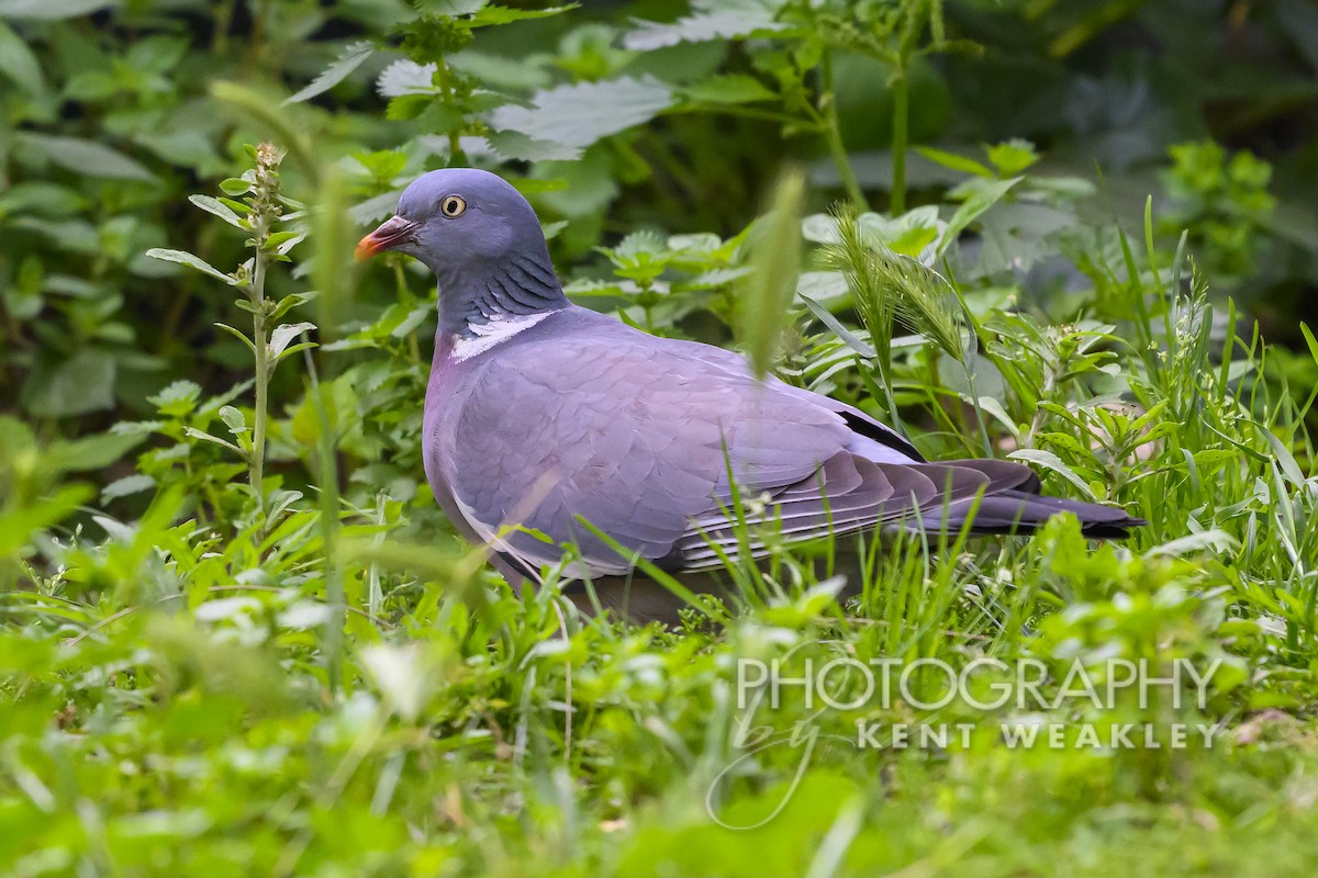 Common Wood-Pigeon - Kent Weakley