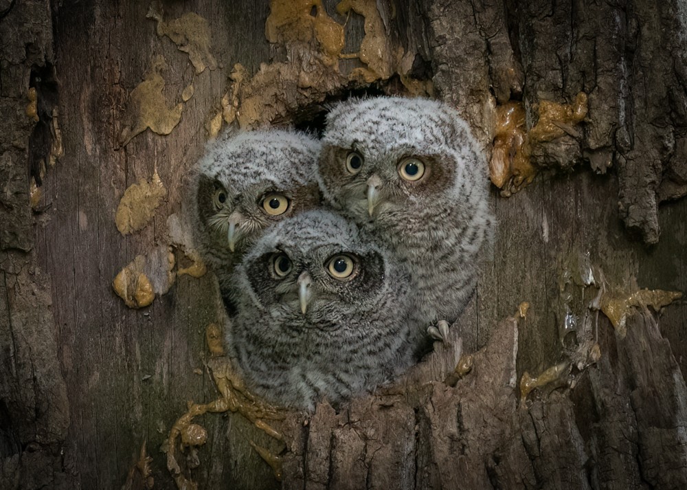 Eastern Screech-Owl - Thomas Haycraft