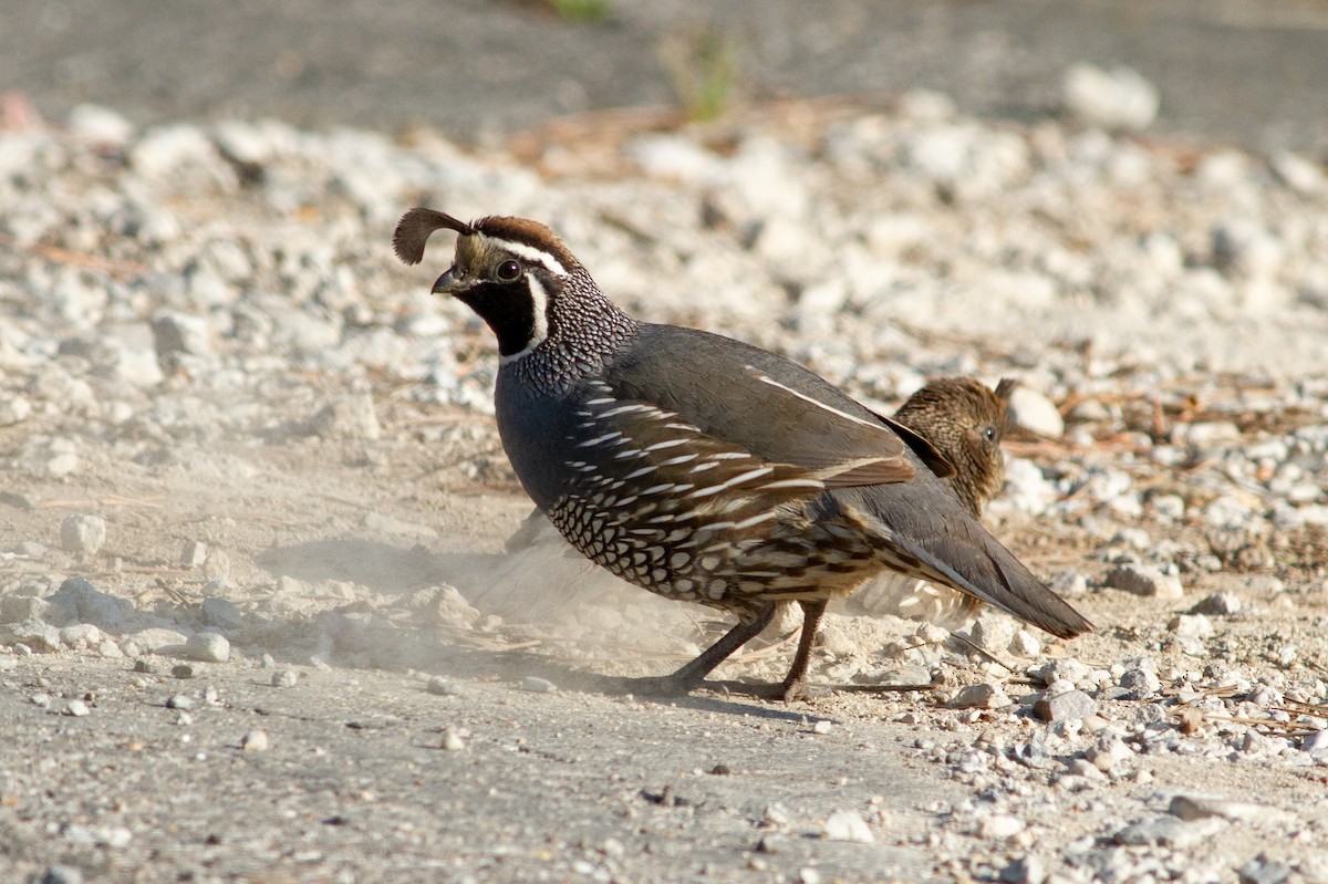 California Quail - ML619023927