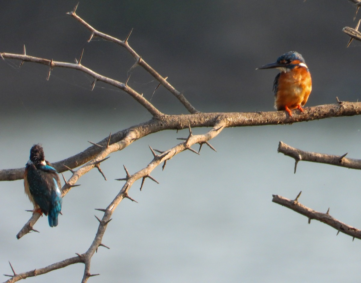 Common Kingfisher - tina shangloo