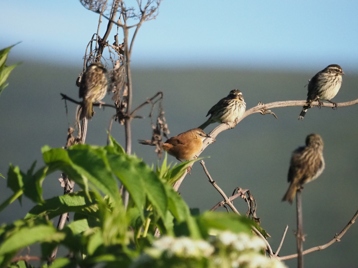 Cinnamon Bracken-Warbler - ML619023933