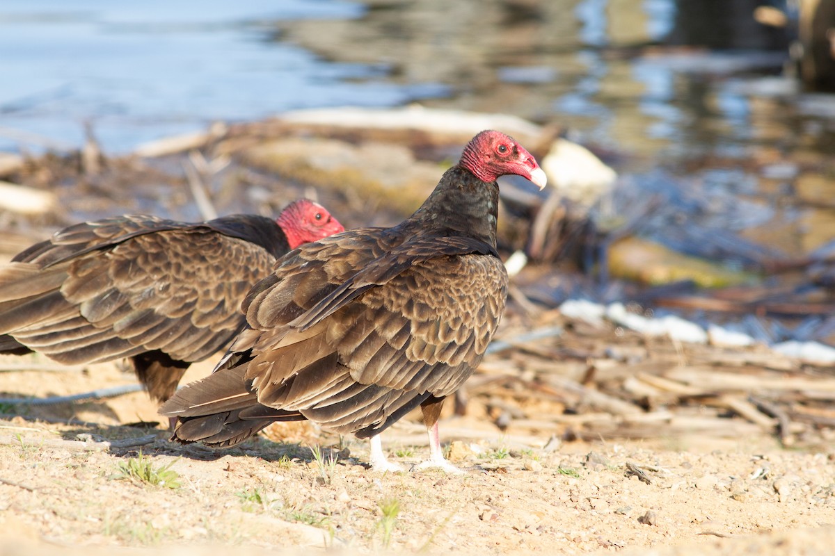 Turkey Vulture - Oded Ovadia