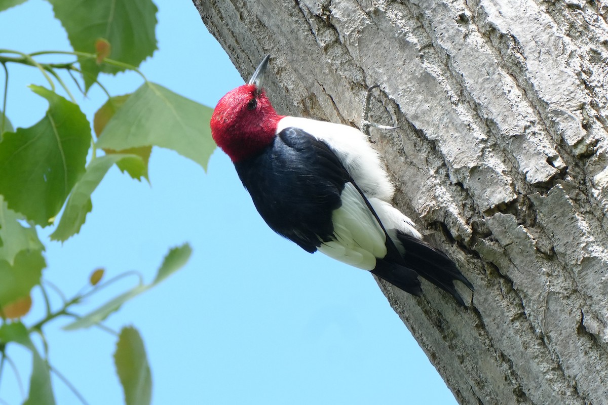Red-headed Woodpecker - Maneesh Rajvanshi