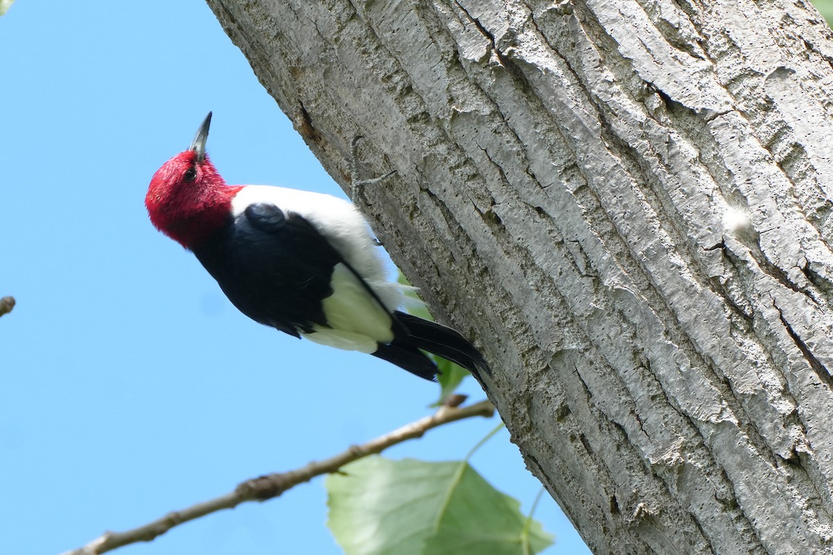 Red-headed Woodpecker - Maneesh Rajvanshi