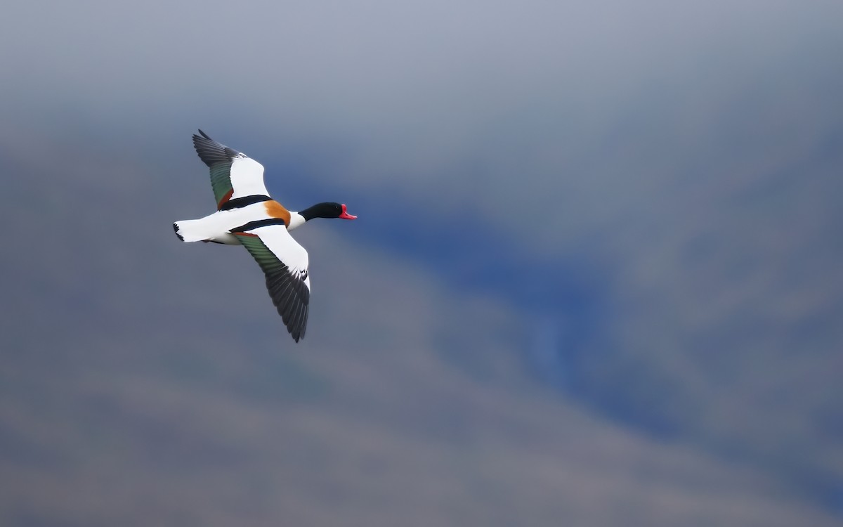 Common Shelduck - Silas Olofson