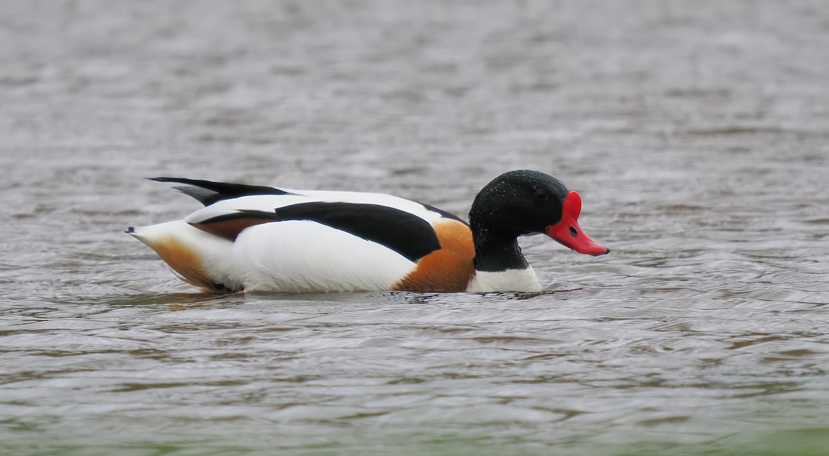 Common Shelduck - Silas Olofson