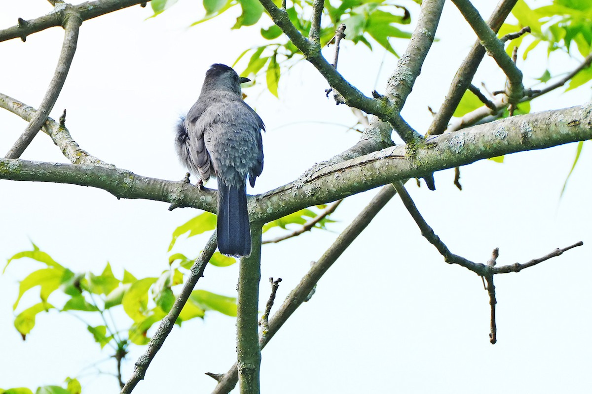 Gray Catbird - Maneesh Rajvanshi