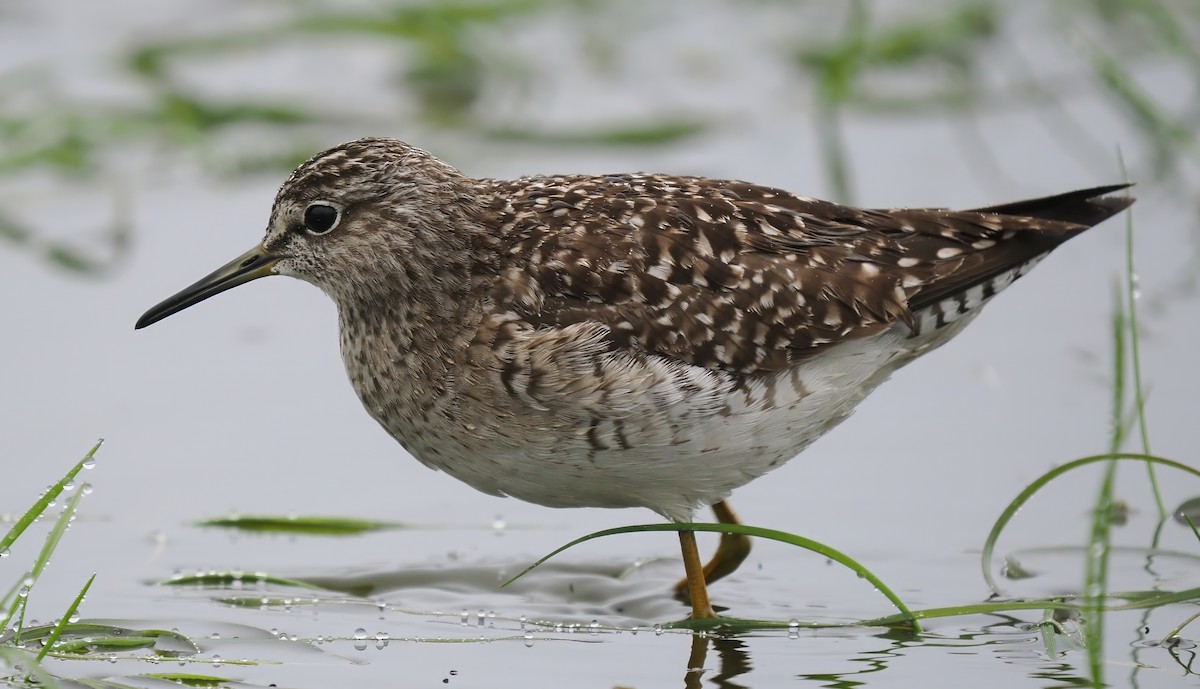 Wood Sandpiper - Silas Olofson