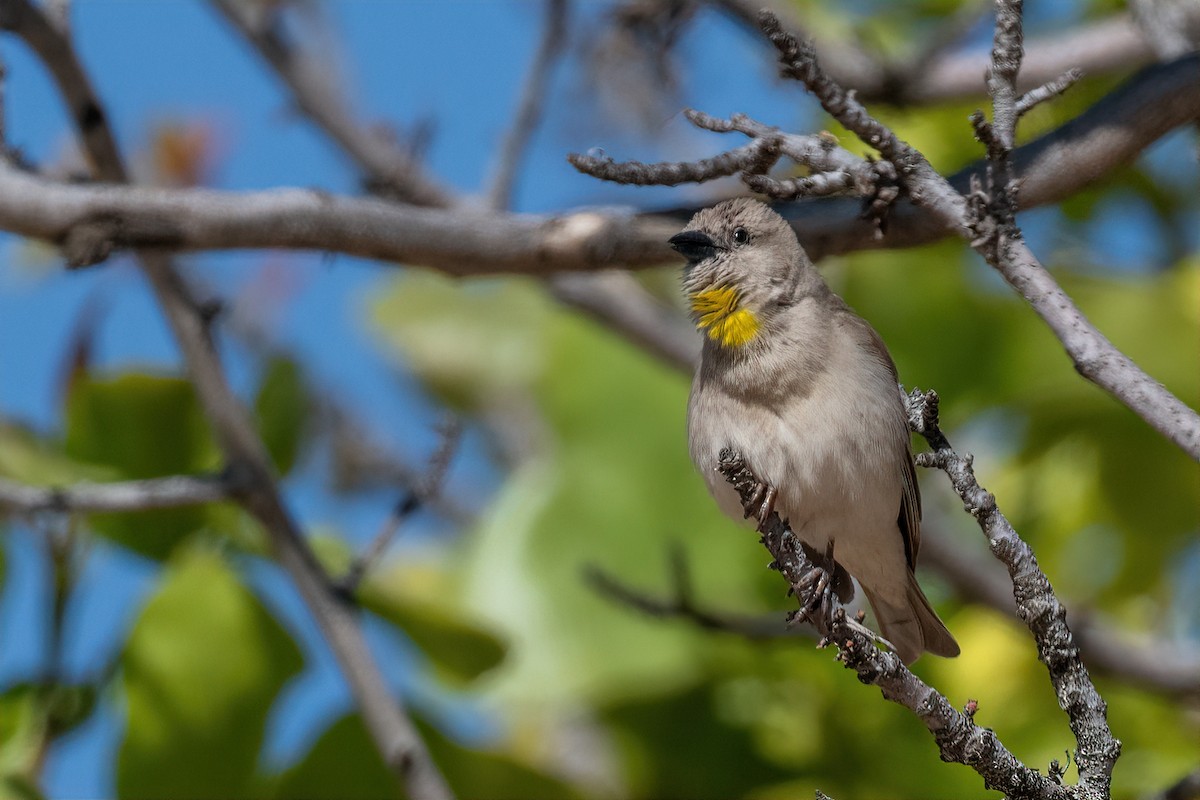 Yellow-throated Sparrow - Eren Aksoylu