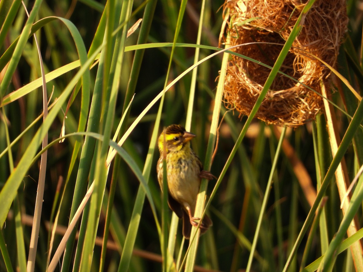 Streaked Weaver - tina shangloo