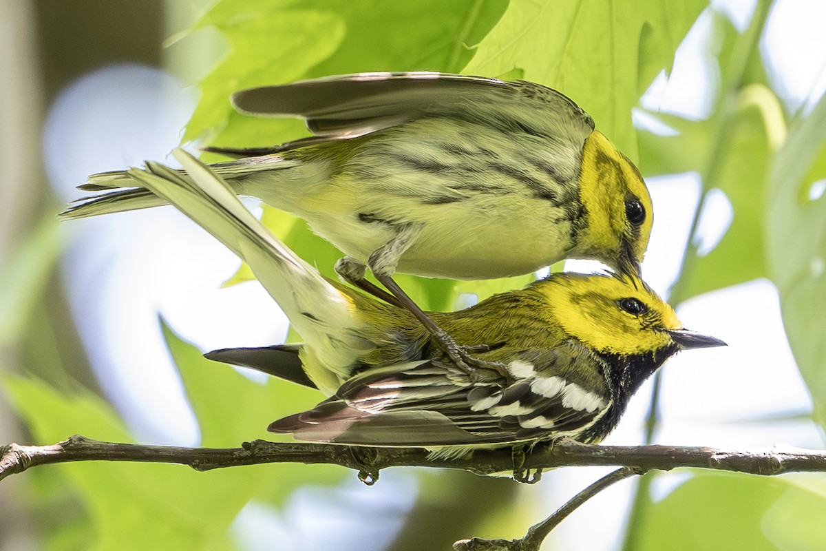 Black-throated Green Warbler - ML619024029