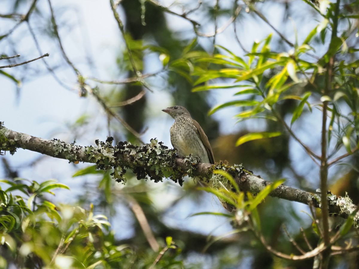 Scaly-throated Honeyguide - Adrian Hinkle