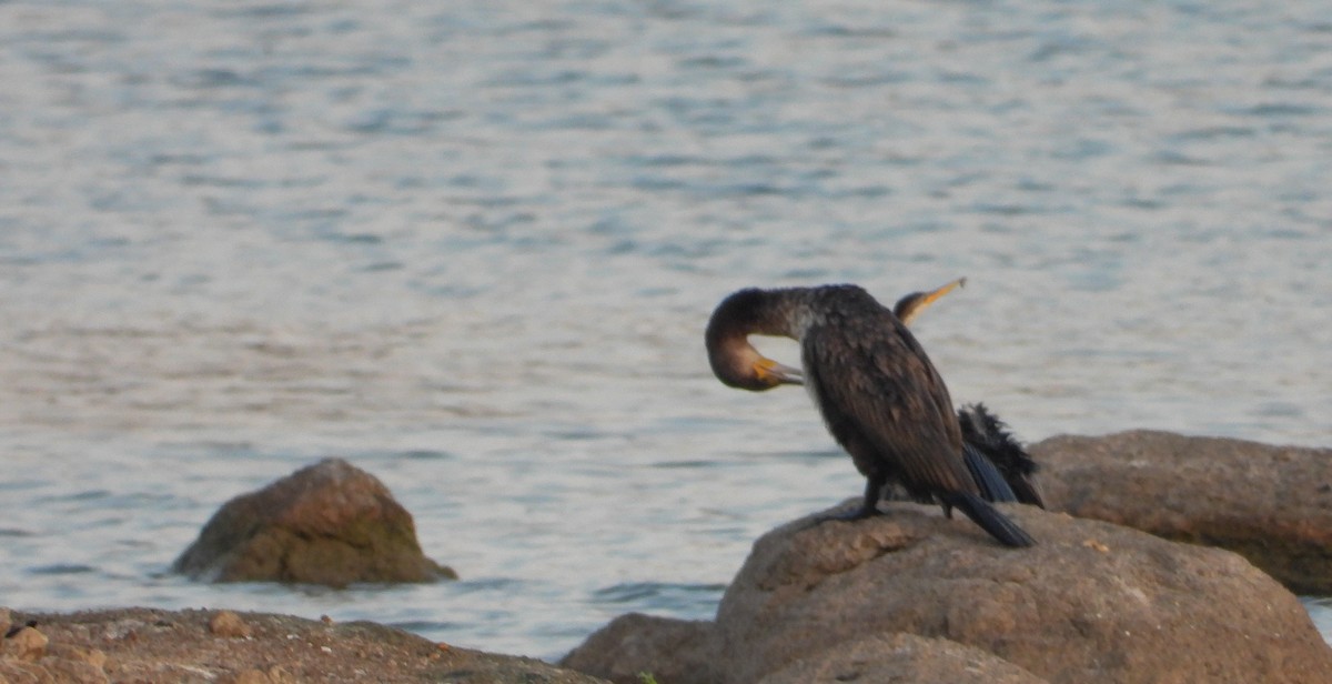 Great Cormorant - tina shangloo