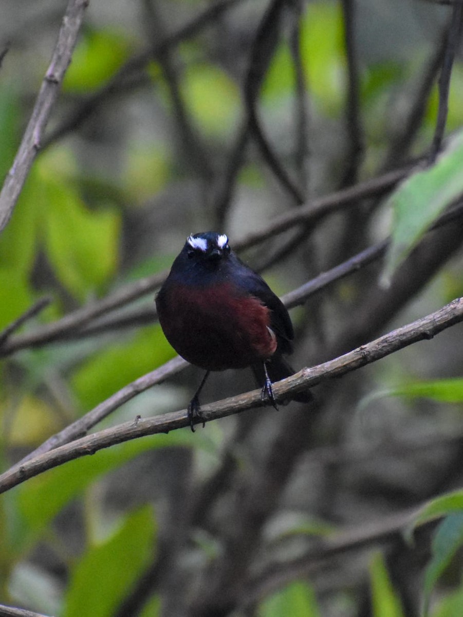 Chestnut-bellied Chat-Tyrant - Angela Cadena