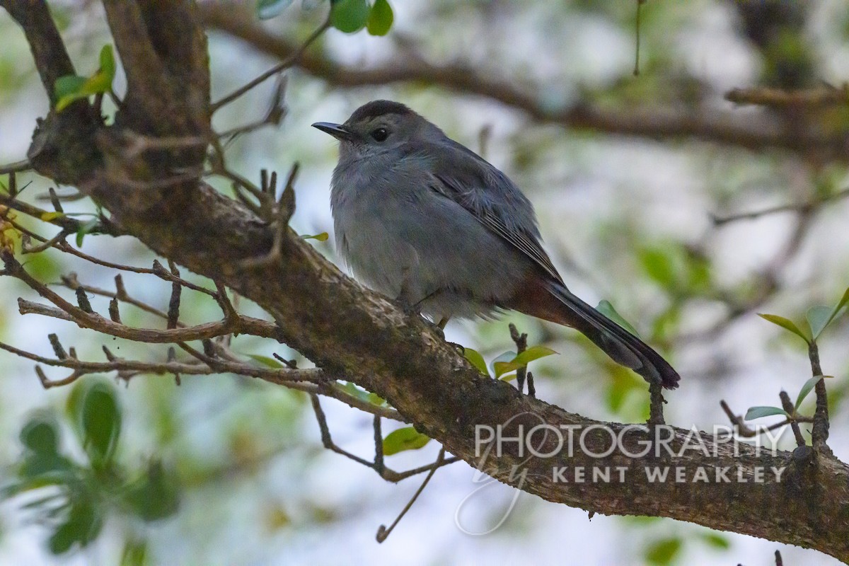 Gray Catbird - Kent Weakley