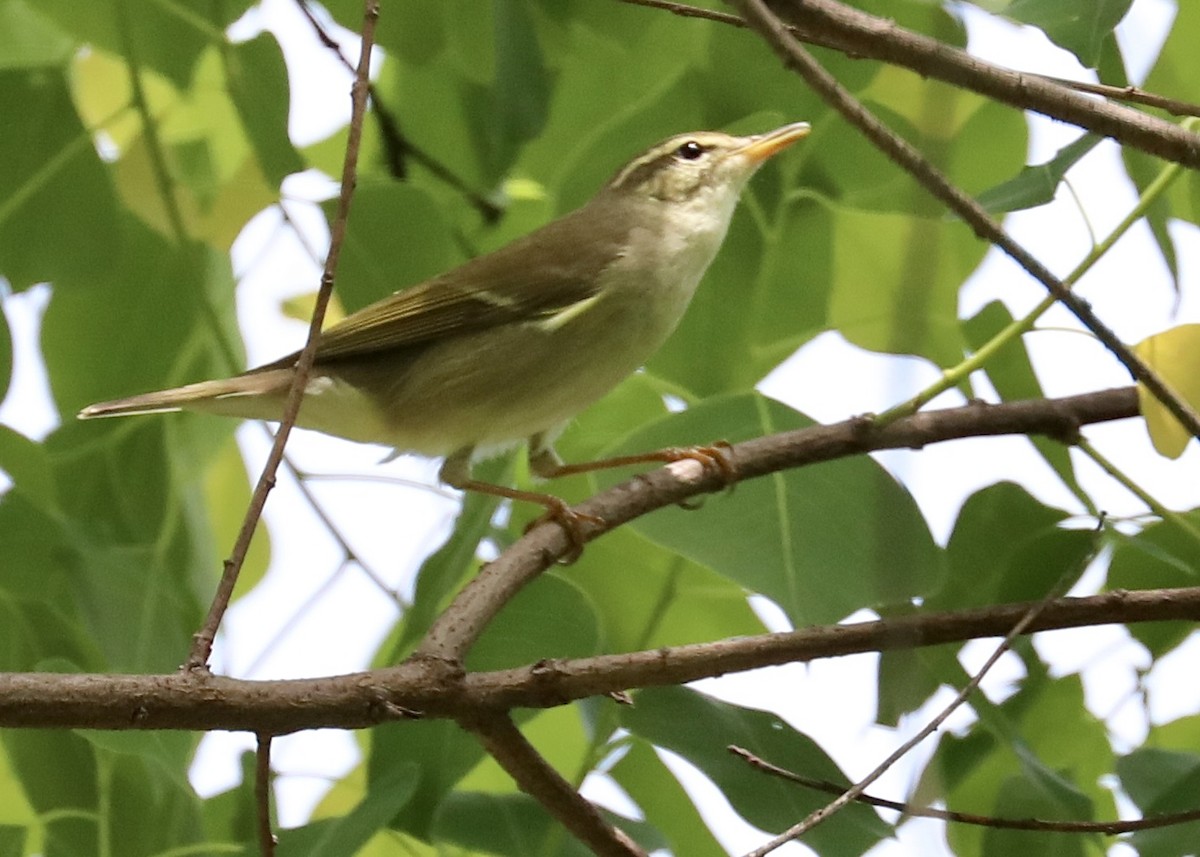 Kamchatka Leaf Warbler - fang & liu