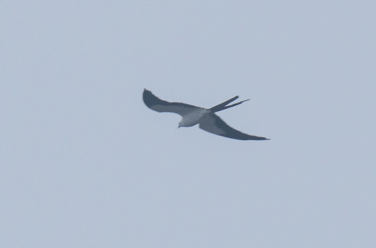 Swallow-tailed Kite - Robert Foster