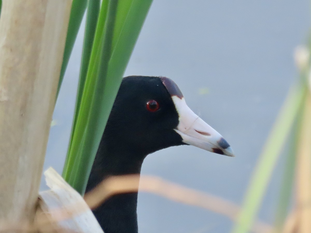 American Coot - ML619024152