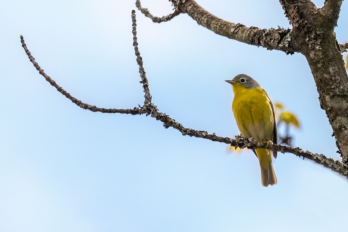 Nashville Warbler - Sylvie Desmeules