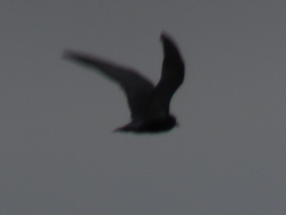 White-winged Tern - Rafa Leal