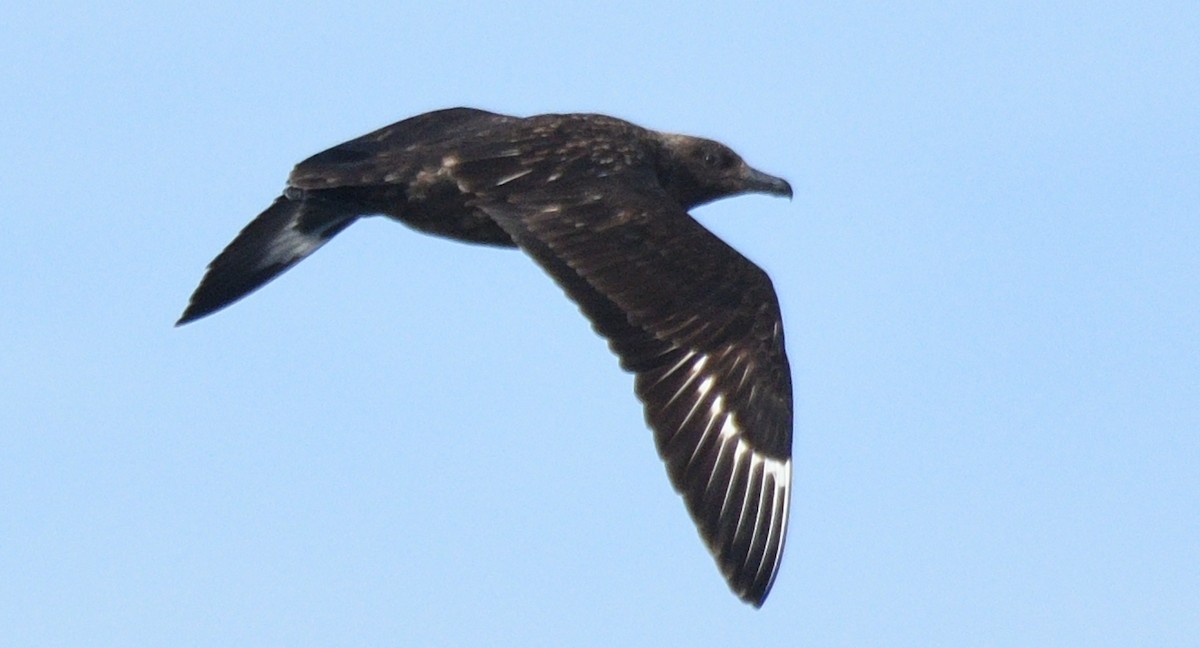 Brown Skua - Alf forbes