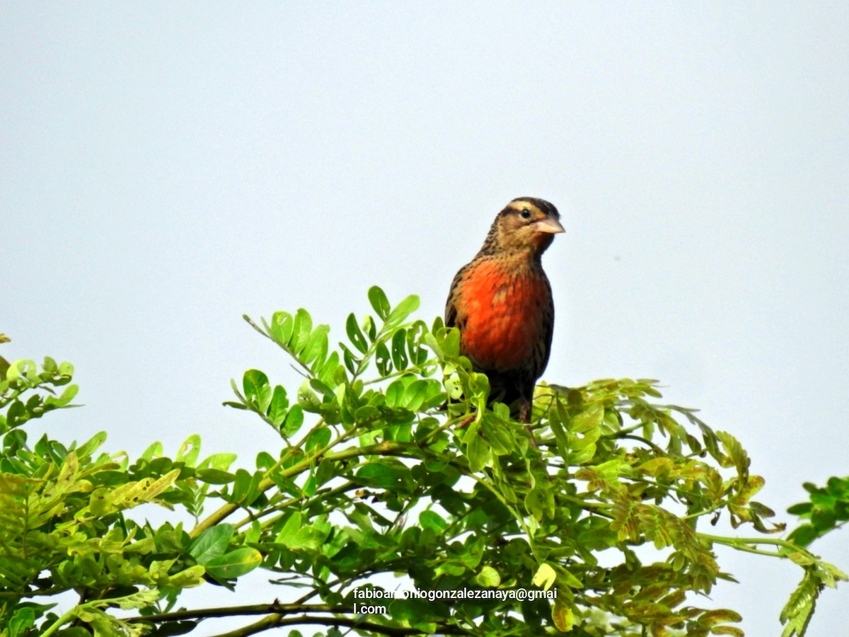 Red-breasted Meadowlark - Fabio Antonio González Anaya