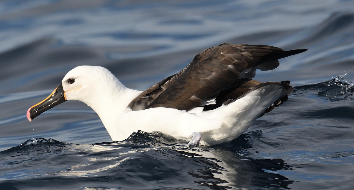 Indian Yellow-nosed Albatross - ML619024200